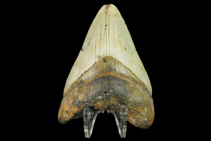 Fossil Megalodon Tooth - North Carolina #131580